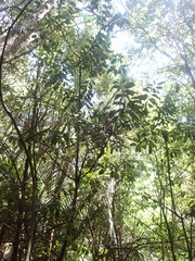 Hedycarya arborea