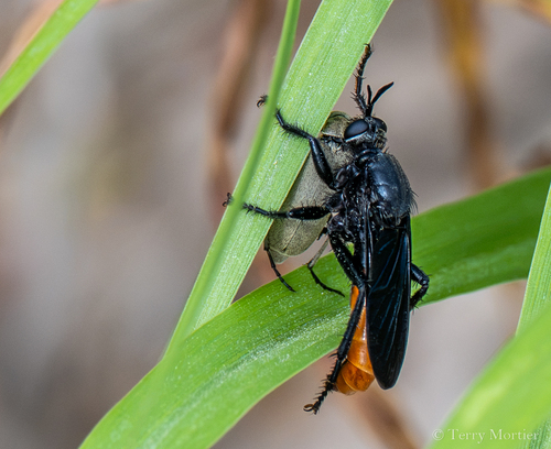 Ospriocerus