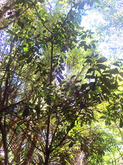 Hedycarya arborea