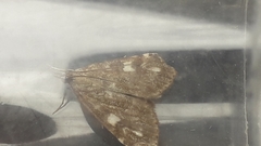 Udea olivalis