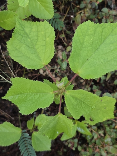 Triumfetta semitriloba observed 2026-10-20