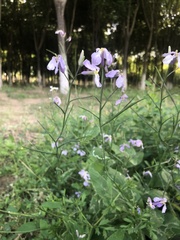 Orychophragmus violaceus
