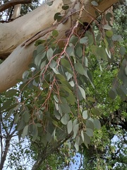 Eucalyptus polyanthemos