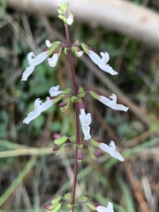 Orthosiphon suffrutescens