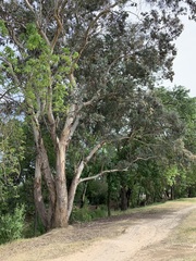 Eucalyptus polyanthemos