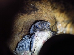 Todiramphus chloris kalbaensis