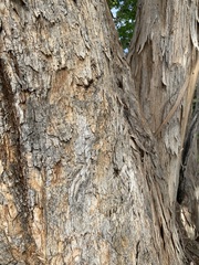 Eucalyptus polyanthemos