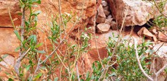 Olearia decurrens