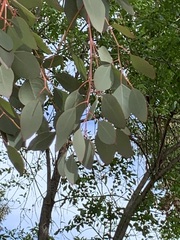 Eucalyptus polyanthemos