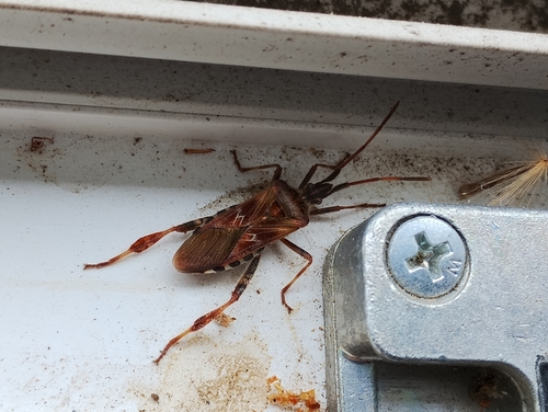 Western Conifer Seed Bug