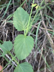 Orthosiphon suffrutescens