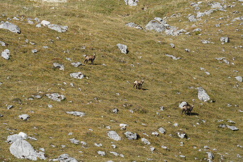 Northern Chamois