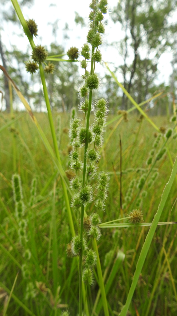 Sí Dài Gié (Elytrophorus spicatus)
