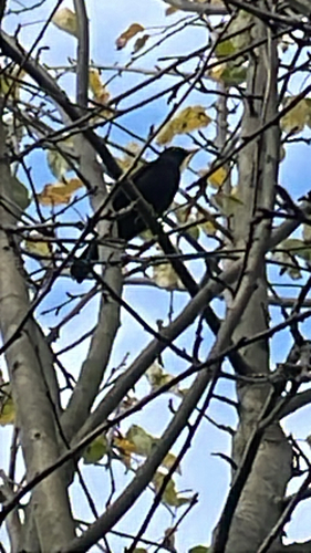 Eurasian Blackbird