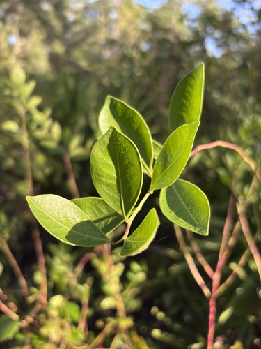 Lyonia lucida observed 2026-10-20