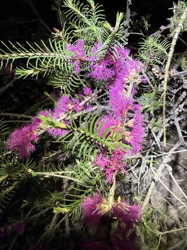 Melaleuca wilsonii observed 2026-10-20