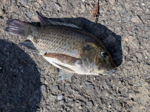 Sarotherodon melanotheron observed 2026-10-20