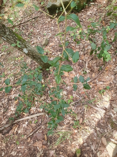 Phillyrea latifolia latifolia