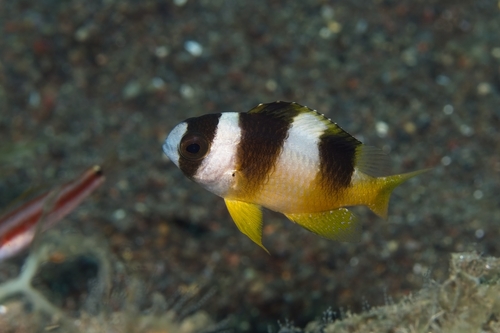 Amblypomacentrus breviceps observed 2026-10-15