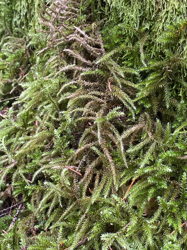 Rhytidiadelphus loreus observed 2026-10-20
