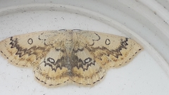 Cyclophora annularia