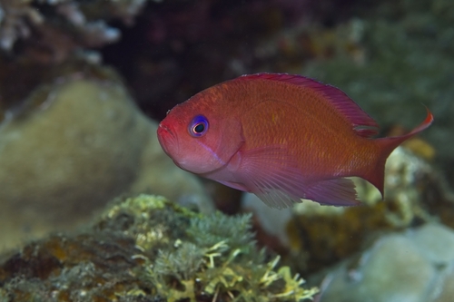 Pseudanthias hypselosoma observed 2026-10-15