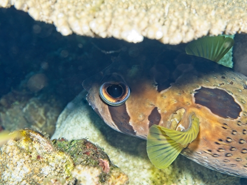 Diodon liturosus observed 2026-10-15