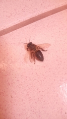 Apis mellifera unicolor