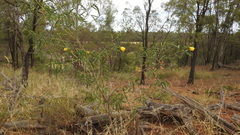 Hibiscus divaricatus