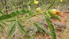 Hibiscus divaricatus
