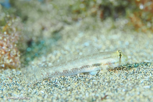 Gnatholepis observed 2026-10-17