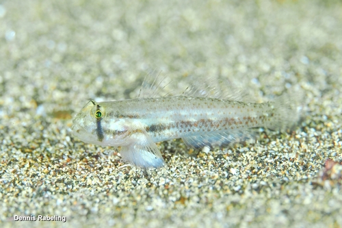 Gnatholepis observed 2026-10-17
