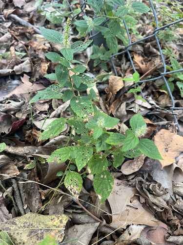 Acalypha phleoides, 2026-10-20