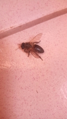 Apis mellifera unicolor