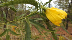 Hibiscus divaricatus