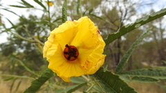 Hibiscus divaricatus