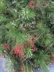 Russelia equisetiformis