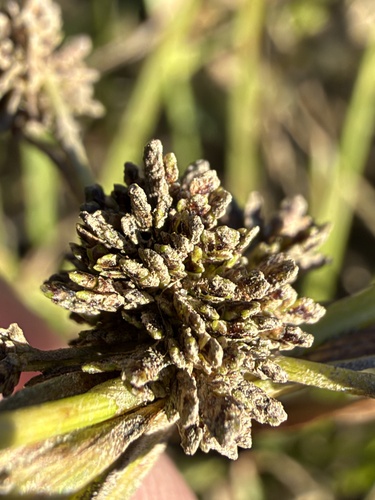 Cyperus difformis observed 2026-10-19