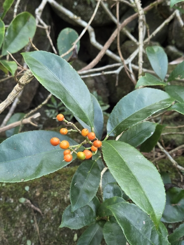 Turpinia observed 2026-10-19