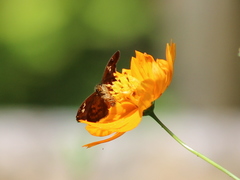 Caprona ransonnettii