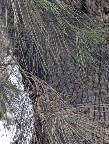 Casuarina equisetifolia observed 2026-10-19