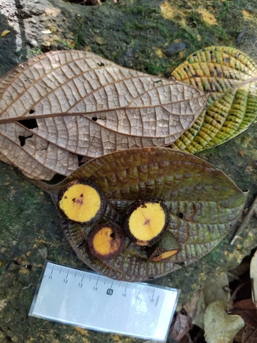 Cryptocarya macrocarpa observed 2026-10-11