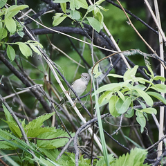 Curruca communis