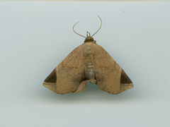 Psimada quadripennis