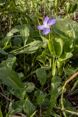 Viola sacchalinensis