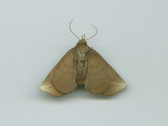 Psimada quadripennis