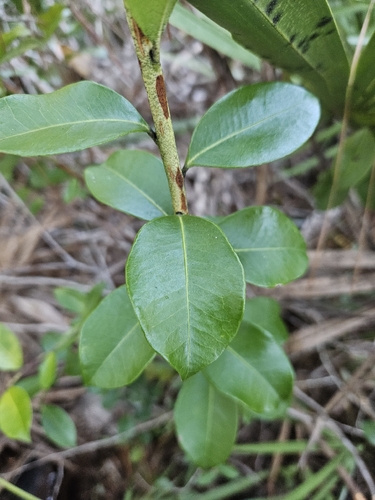 Lyonia lucida observed 2026-10-20