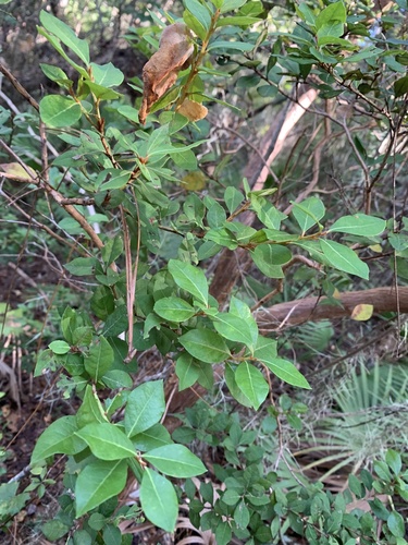 Lyonia ferruginea, 2026-10-20