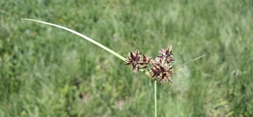 Cyperus vaginatus, 2026-10-20