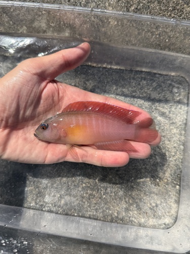 Labracinus cyclophthalmus observed 2026-10-20